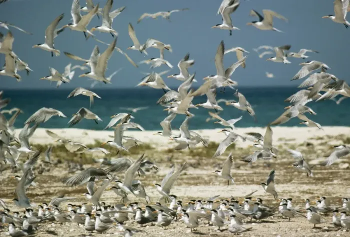 Framed Print : Lesser Crested Tern Framed Print : Lesser Crested Tern