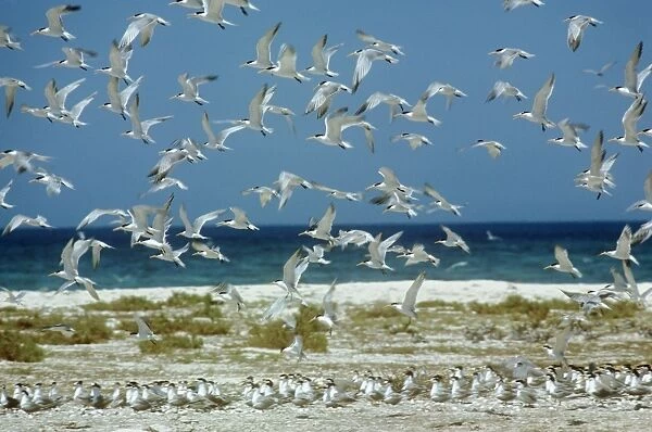 Lesser Crested Tern - flock taking off