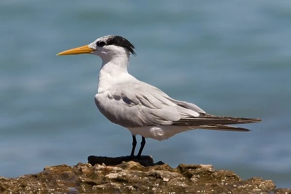 Lesser Crested Tern in non-breeding plumage Widespread along Australia's northern coastal regions. Also Africa, coastal Asia and Southeast Asia, to Indonesia and Papua New Guinea