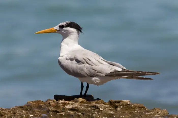 Framed Print : Lesser Crested Tern in non-breeding plumage Widespread along Australia's northern coastal regions. Also Africa, coastal Asia and Southeast Asia, to Indonesia and Papua New Guinea Framed Print : Lesser Crested Tern in non-breeding plumage Widespread along Australia's northern coastal regions. Also Africa, coastal Asia and Southeast Asia, to Indonesia and Papua New Guinea