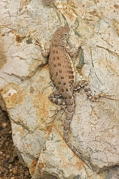 Lesser Earless Lizard - On rock - Sonoran Desert - Arizona - USA