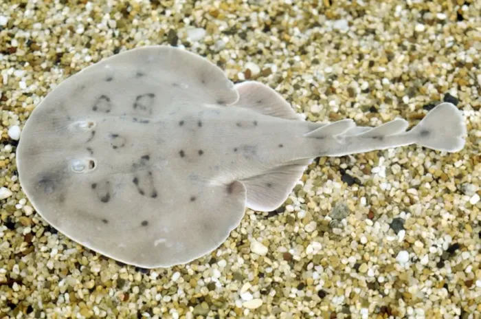 Framed Print : Lesser Electric Ray - Trinidad to Argentina Framed Print : Lesser Electric Ray - Trinidad to Argentina