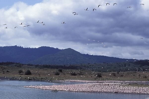 Lesser Flamingo Arusha National Park, Tanzania