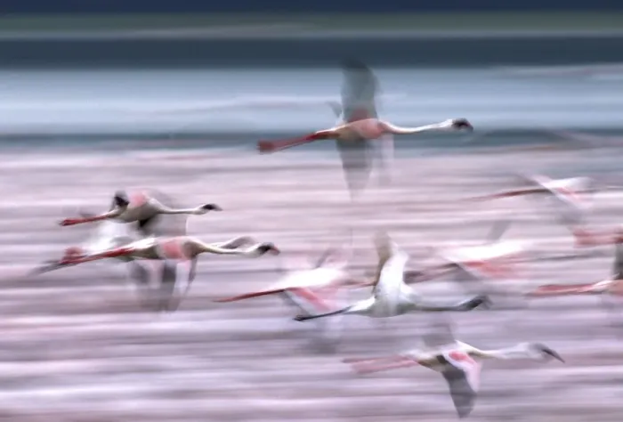 Framed Print : Lesser Flamingo - in flight. Lake Bogaria - Kenya - Africa Framed Print : Lesser Flamingo - in flight. Lake Bogaria - Kenya - Africa