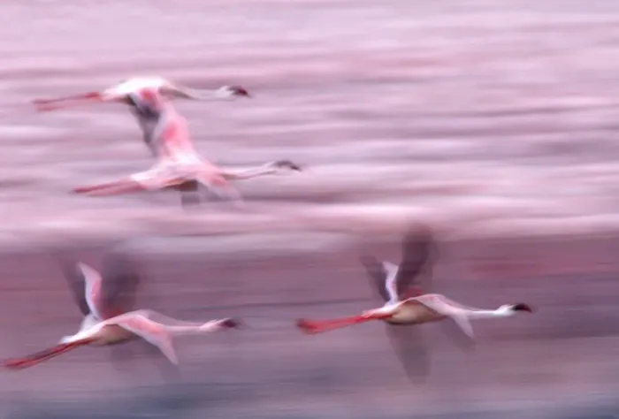 Framed Print : Lesser Flamingo - in flight. Lake Bogaria - Kenya - Africa Framed Print : Lesser Flamingo - in flight. Lake Bogaria - Kenya - Africa