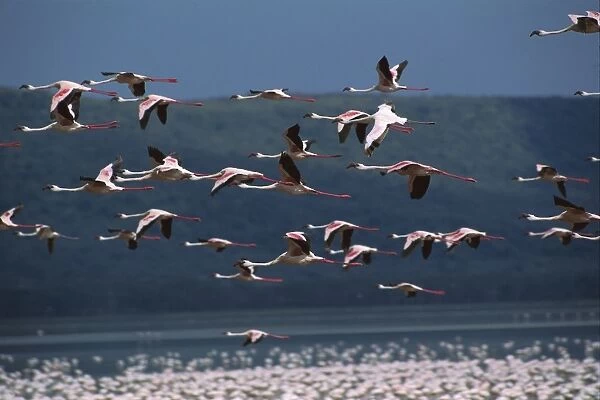 Lesser Flamingo - in flight, Lake Nakuru National Park, Kenya, Africa JFL00821