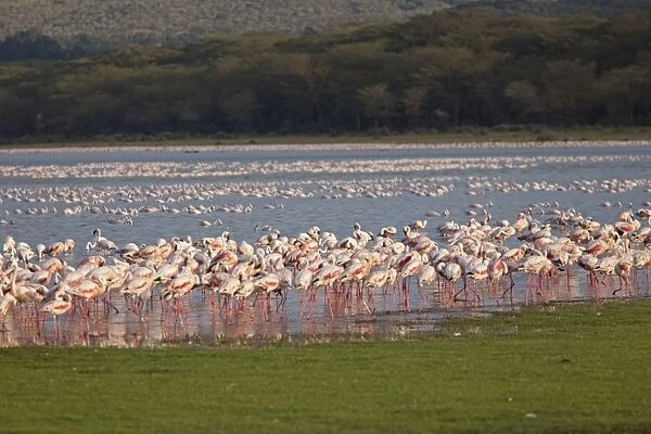 Lesser Flamingo - flock feeding - Lake Olodien - Lake Naivasha - Rift Valley - Kenya