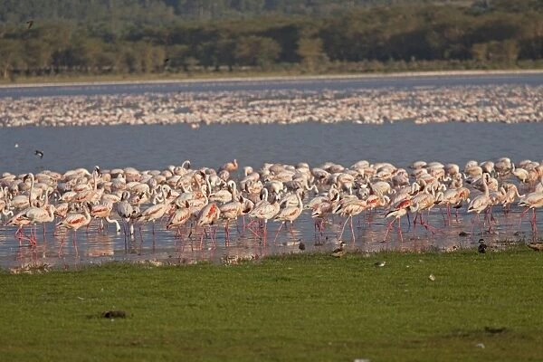 Lesser Flamingo - flock feeding - Lake Olodien - Lake Naivasha - Rift Valley - Kenya