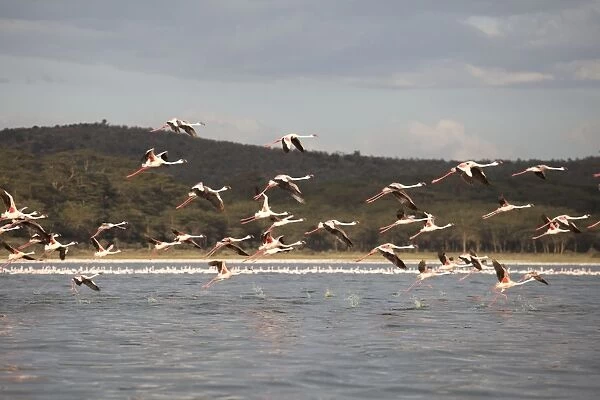 Lesser Flamingo - flock in flight over Lake Olodien - Lake Naivasha - Rift Valley - Kenya