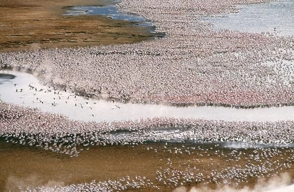 Lesser Flamingo - flock - Lake Bogoria, Rift Valley, Kenya, Africa