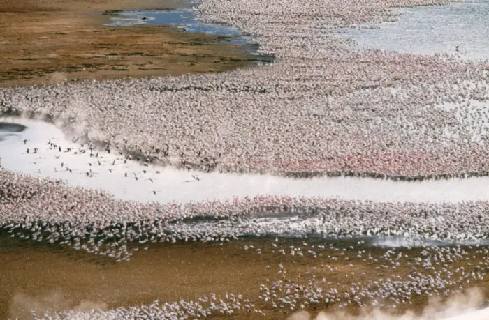 Framed Print : Lesser Flamingo - flock - Lake Bogoria, Rift Valley, Kenya, Africa Framed Print : Lesser Flamingo - flock - Lake Bogoria, Rift Valley, Kenya, Africa