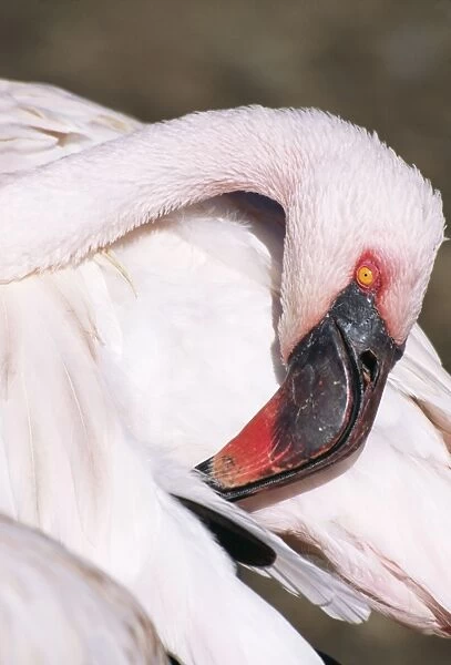 Lesser Flamingo Head, West South & East Africa