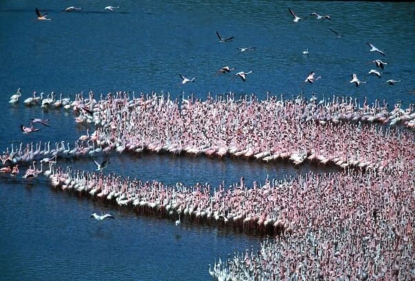 Lesser Flamingo. Lake Bogaria - Kenya - Africa