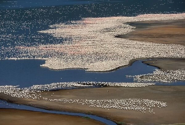 Lesser Flamingo. Lake Bogaria - Kenya - Africa