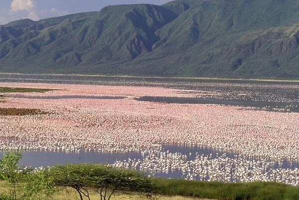 Lesser Flamingo Lake Bogoria, Kenya, Africa
