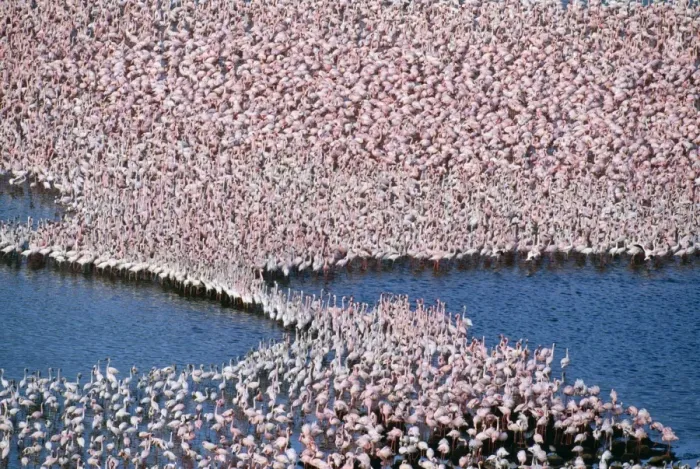 Framed Print : Lesser Flamingo Lake Bogoria, rift valley, Kenya, Africa Framed Print : Lesser Flamingo Lake Bogoria, rift valley, Kenya, Africa