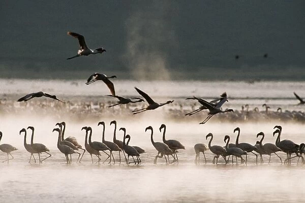 Lesser Flamingo Lake Bogoria Rift Valley, Kenya, Africa