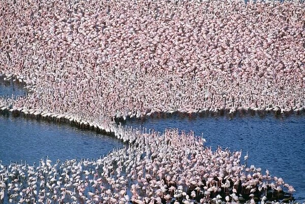 Lesser Flamingo Lake Bogoria, rift valley, Kenya, Africa