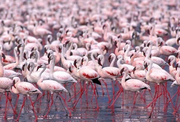 Lesser Flamingo - Lake Naivasha - Kenya - Africa