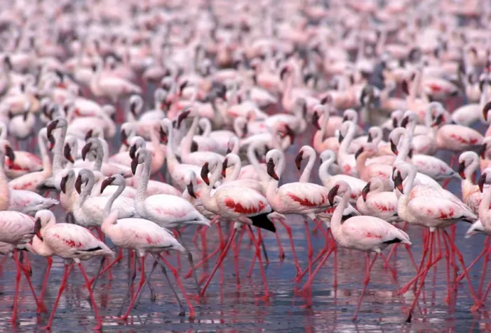 Framed Print : Lesser Flamingo - Lake Naivasha - Kenya - Africa Framed Print : Lesser Flamingo - Lake Naivasha - Kenya - Africa