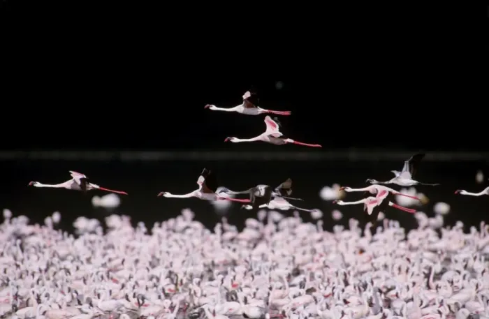 Framed Print : Lesser Flamingo - massed flock, some in flight, Lake Nakuru National Park, Kenya, Africa JFL00745 Framed Print : Lesser Flamingo - massed flock, some in flight, Lake Nakuru National Park, Kenya, Africa JFL00745
