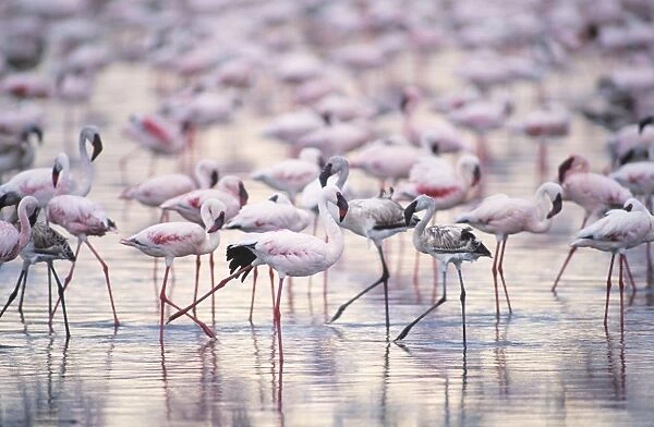 Lesser Flamingo - massed flock - including juveniles - Lake Nakuru National Park, Kenya, Africa JFL00807
