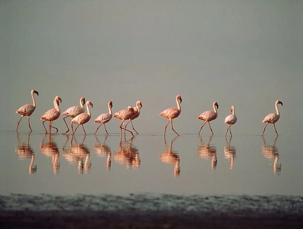Lesser Flamingo Nakuru Kenya