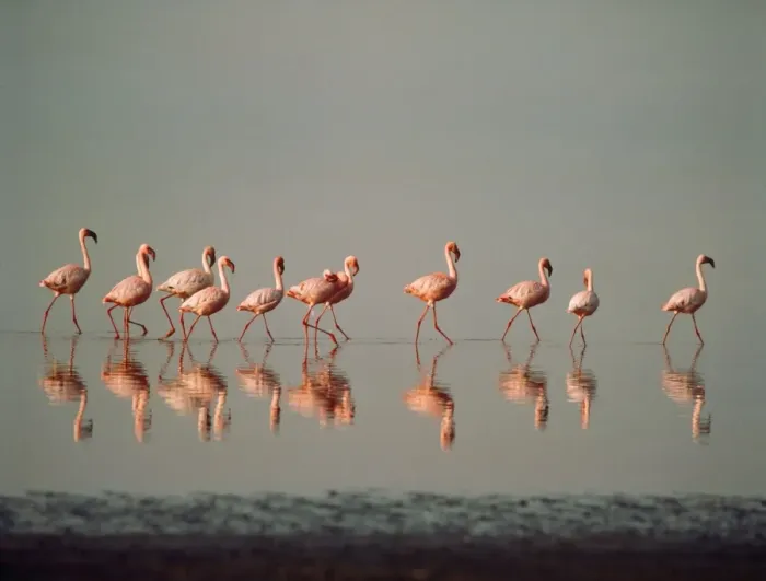 Framed Print : Lesser Flamingo Nakuru Kenya Framed Print : Lesser Flamingo Nakuru Kenya