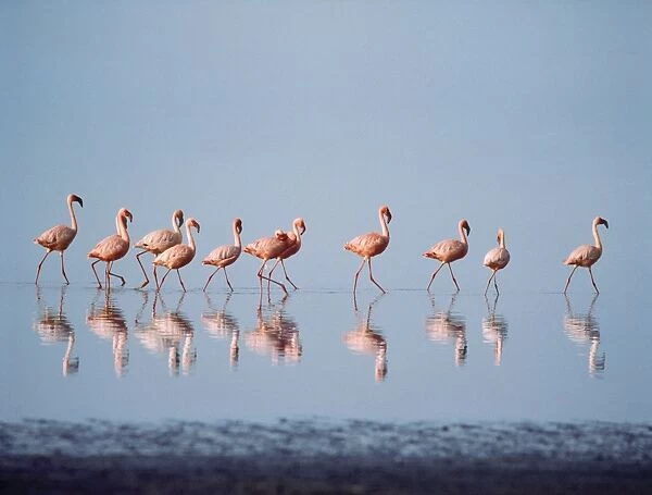 Lesser Flamingo Nakuru Kenya. Digital Manipulation: background / sky changed from grey to blue