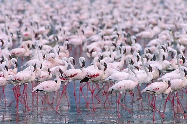 Lesser flamingos - massed flock - Lake Nakuru National Park, Kenya JFL00782