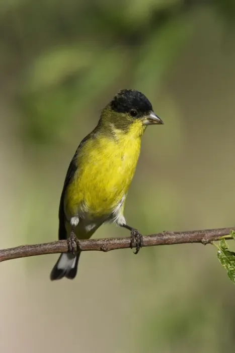 Framed Print : Lesser Goldfinch - male in molt in southeast Arizona in July. USA Framed Print : Lesser Goldfinch - male in molt in southeast Arizona in July. USA