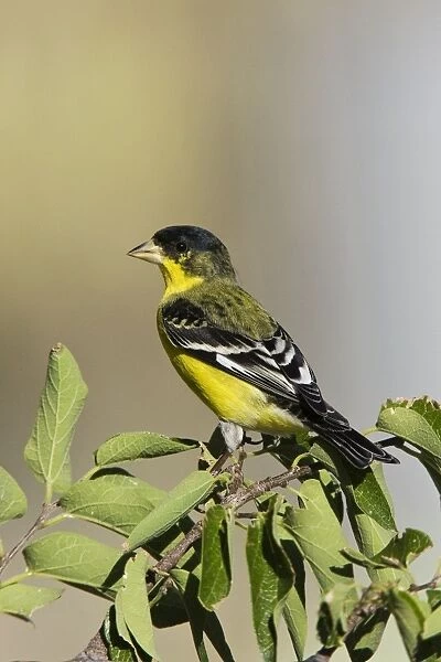 Lesser Goldfinch - in southeast Arizona in July. USA
