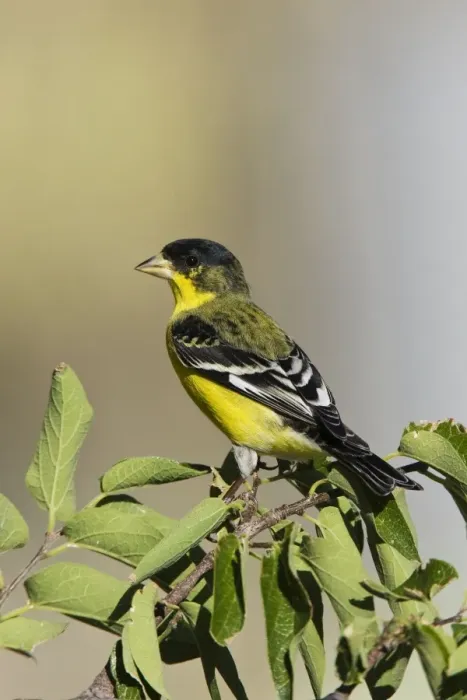 Framed Print : Lesser Goldfinch - in southeast Arizona in July. USA Framed Print : Lesser Goldfinch - in southeast Arizona in July. USA