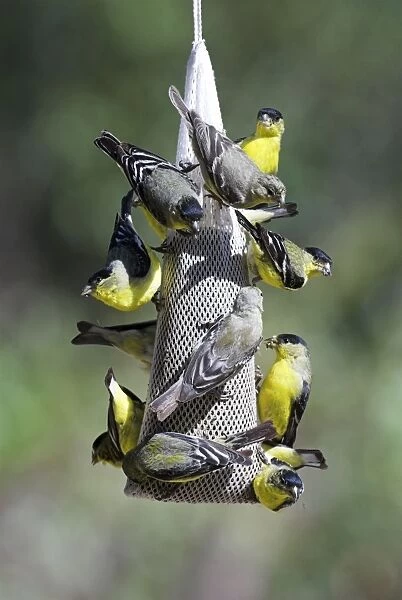 Lesser Goldfinches Feeding on niger at garden feeder SE Arizona