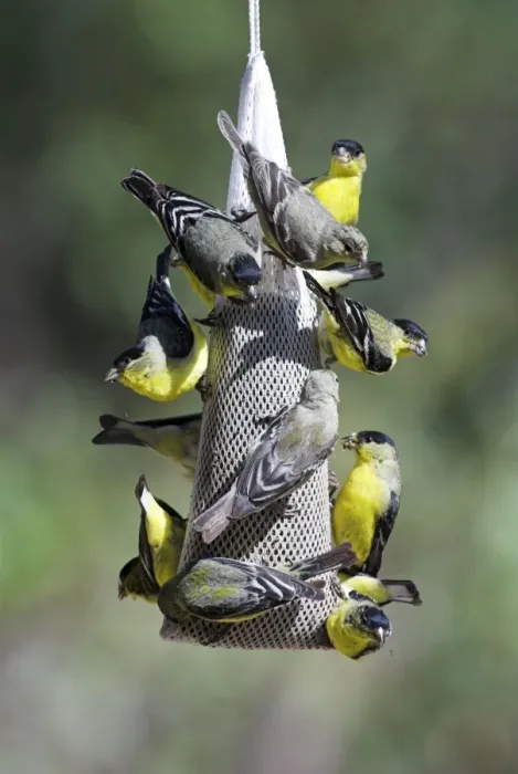 Framed Print : Lesser Goldfinches Feeding on niger at garden feeder SE Arizona Framed Print : Lesser Goldfinches Feeding on niger at garden feeder SE Arizona