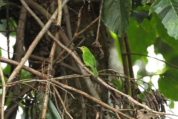 Lesser Green Leafbird - Danum Valley Conservation Area - Sabah - Borneo - Malaysia