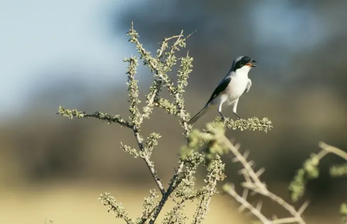 Framed Print : Lesser Grey Shrike Framed Print : Lesser Grey Shrike