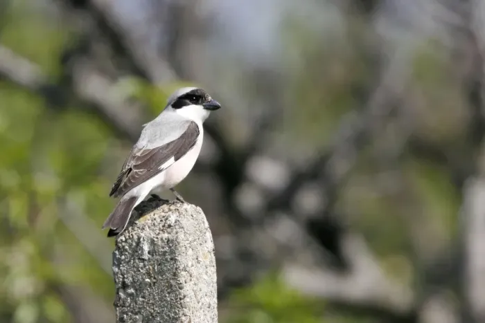 Framed Print : Lesser Grey Shrike. Bulgaria Framed Print : Lesser Grey Shrike. Bulgaria
