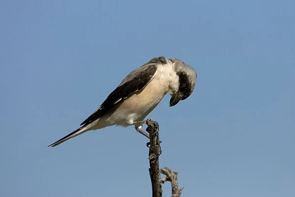 Lesser Grey Shrike Looking for food from its perch. Central Namibia, Africa