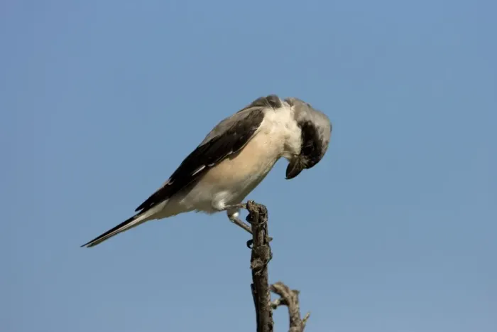 Framed Print : Lesser Grey Shrike Looking for food from its perch. Central Namibia, Africa Framed Print : Lesser Grey Shrike Looking for food from its perch. Central Namibia, Africa