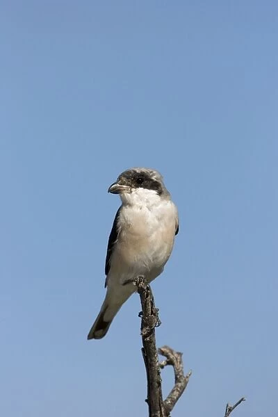 Lesser Grey Shrike Sitting on a perch. Central Namibia, Africa