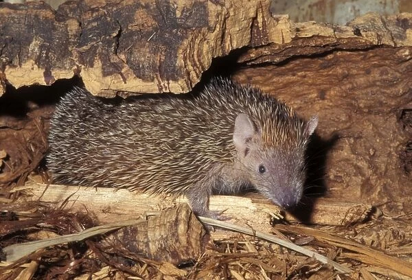 Lesser Hedgehog Tenrec Dry forests of Madagascar