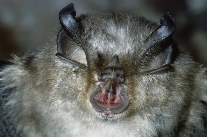Framed Print : Lesser Horseshoe Bat Framed Print : Lesser Horseshoe Bat