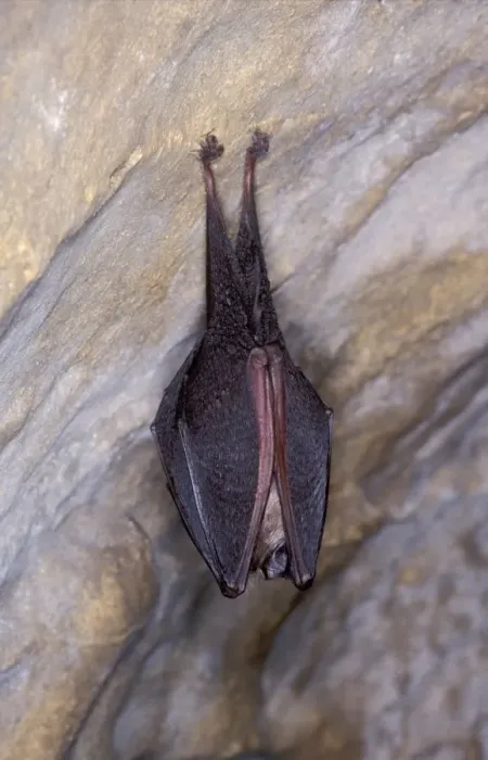 Framed Print : Lesser Horseshoe Bat - hibernation at cave - Argonne - France Framed Print : Lesser Horseshoe Bat - hibernation at cave - Argonne - France