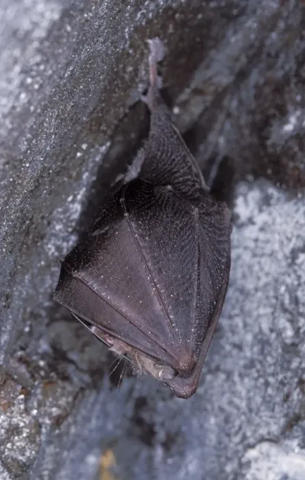 Framed Print : Lesser Horseshoe Bat - hibernation at cave - Argonne - France Framed Print : Lesser Horseshoe Bat - hibernation at cave - Argonne - France