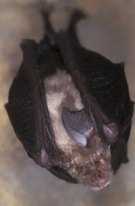 Framed Print : Lesser Horseshoe Bat - hibernation at cave - Argonne - France Framed Print : Lesser Horseshoe Bat - hibernation at cave - Argonne - France