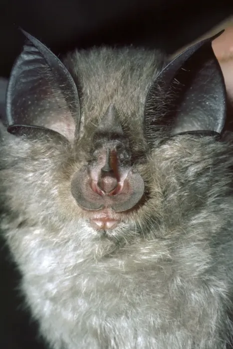 Framed Print : Lesser Horseshoe Bat - showing nose leaf - found in cave areas of England and Wales - also Europe and Africa Framed Print : Lesser Horseshoe Bat - showing nose leaf - found in cave areas of England and Wales - also Europe and Africa
