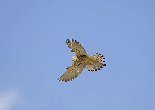 Lesser Kestrel - adult female - in flight hovering - Spain April