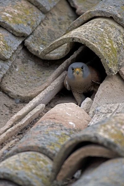 Lesser Kestrel (Falco naumanni) - Spain - IUCN Vulnerable - Nests under old tiles on rooftops of buildings in Spain