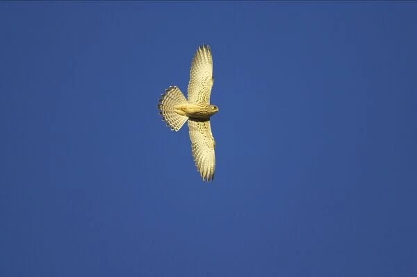 Lesser Kestrel - Female in flight. Extremadura, Spain BI002806